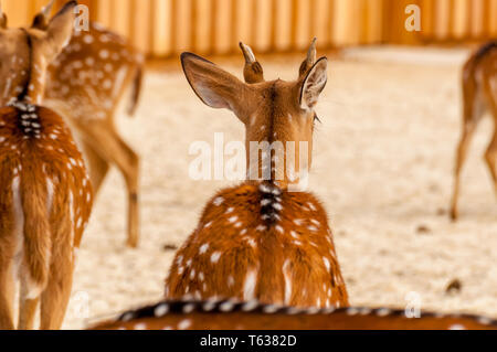 Vista posteriore di una bella chital cervi in uno zoo in una giornata di sole. Foto Stock