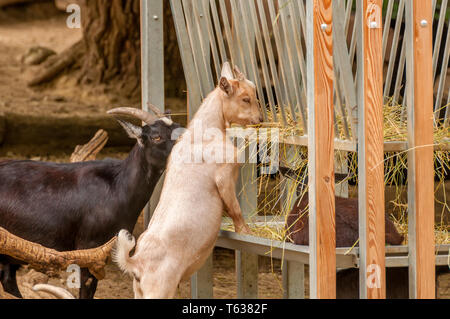 Le capre si mangia fieno in uno zoo in una giornata di sole. Foto Stock