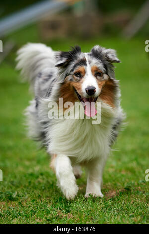 Ritratto di un pastore australiano di pura razza di cane. Roma, Italia - 28 Aprile 2019 Foto Stock