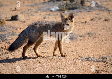 Culpeo Fox, Atacama, Cile Foto Stock