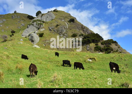 Piccola mandria di mucche al pascolo fresco verde erba nel paese collinare intorno Bushby testa nella zona di Whangarei. Foto Stock