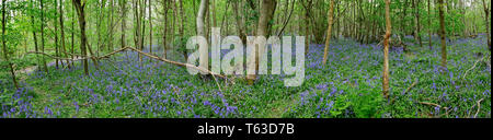 Bluebell wood nel North Downs vicino Ightham Kent REGNO UNITO Foto Stock