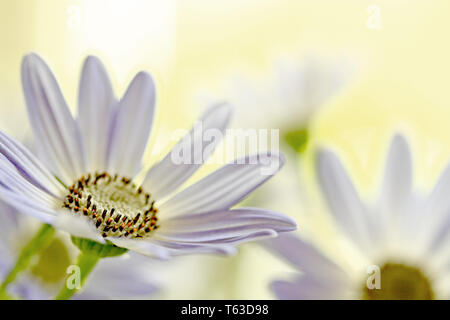 Senetti Pericalis fiore Foto Stock