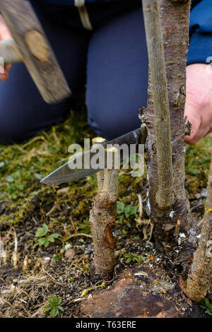 Una donna taglia un albero giovane con un coltello per la inoculazione del ramo di frutta 2019 Foto Stock