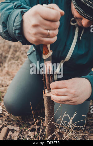 Una donna taglia un albero giovane con un coltello per la inoculazione del ramo di frutta 2019 Foto Stock