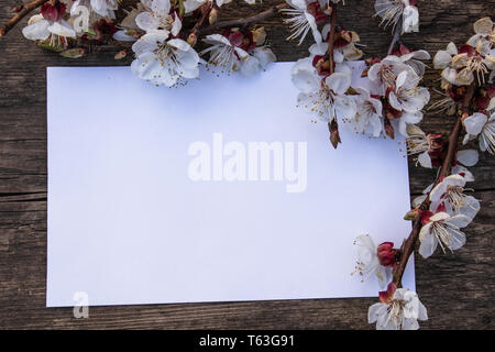 Rami di fiori bianchi - Albicocche e ciuffo di stami gialli sullo sfondo di vecchie schede madri. Posto per il testo. Il concetto della molla è venuto. Vista da abo Foto Stock