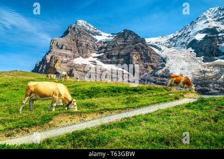 Le mucche al pascolo su un pascolo. Sentieri escursionistici e alta innevate montagne Eiger con ghiacciai in background, vicino a Kleine Scheidegg stazione, Grindelwald, Berna Foto Stock