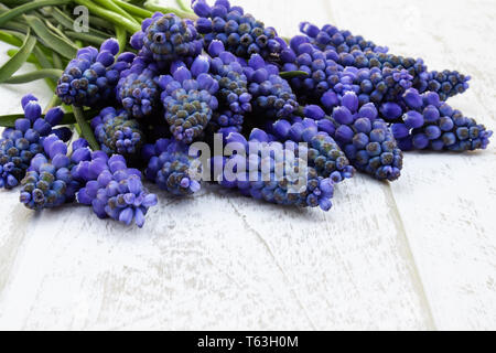 Un mazzo di fiori blu Muscari su bianco di tavole di legno, piccole campane. Vista da sopra. Posto per il testo. Foto Stock