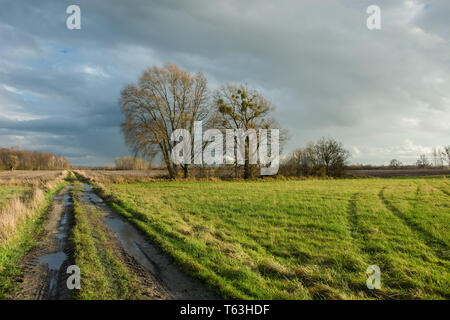 Tracce di ruote e pozze su una strada sterrata attraverso un prato verde, alberi senza foglie e piovoso nuvole nel cielo Foto Stock