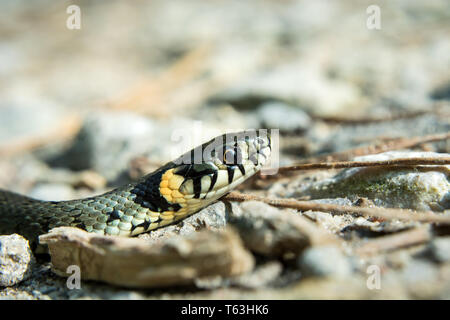 La testa del serpente di erba, natrix natrix strisciando sul terreno - close up Foto Stock