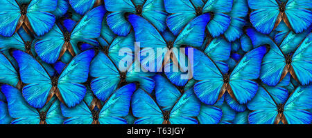 Bellissimo sfondo naturale con un sacco di vibrante blu butterflys. Photo Collage opera d'arte. Foto Stock