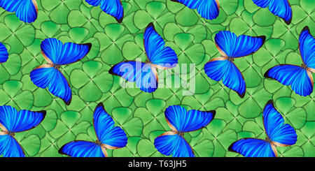 Bellissimo sfondo naturale con un sacco di vibrante blu butterflys. Foto Stock