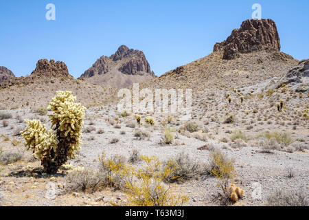 Teddy bear Cholla (Cylindropuntia bigelovii) cactus su un area desertica in Arizona, Stati Uniti d'America Foto Stock
