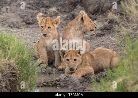 Lion cubs a waterhole, Tanzania Foto Stock