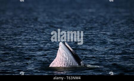 Bryde dell alimentazione di balena nell'oceano. membri del baleen whale famiglia Foto Stock