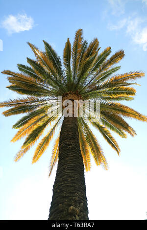 Palm tree contro blu cielo sereno di Santiago del Cile Foto Stock