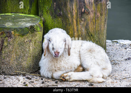 Giovani carino piccolo bimbo neve bianca pecore in appoggio sul pavimento sabbioso vicino al tronco di albero Foto Stock