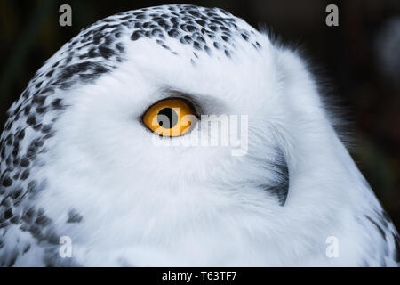 Saggi cerca white civetta delle nevi con grandi occhi Arancio ritratto, sfondo nero, vicino il colpo di testa Foto Stock