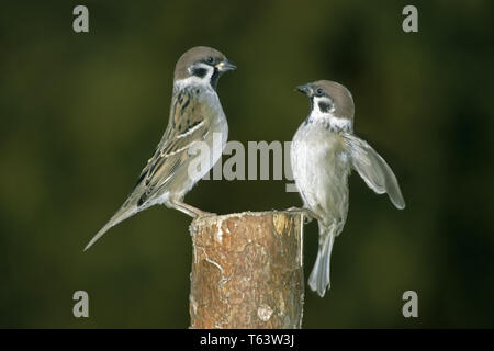 Feldsperling, Passer montanus, Tree Sparrow Foto Stock