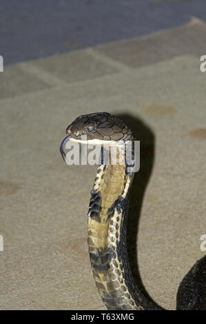 Il serpente incantatore con re cobra [Ophiophagus hannah] in Thailandia Foto Stock