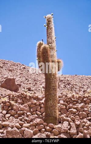 Cardon cactus (Echinopsis atacamensis)in fiore nei cactus canyon ,deserto di Atacama,Antafagasto regione, Grande Norte ,ChileSouth America. Foto Stock