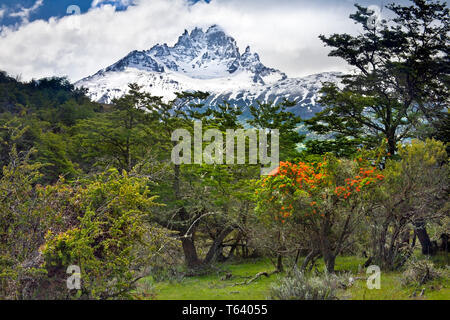 Cileno flame tree (Embothrium coccinem)fioritura in un lichen coperto sud del bosco di faggio ,al di sotto della nervatura robusta di Cerro Castillo Aysén,Cile. Foto Stock