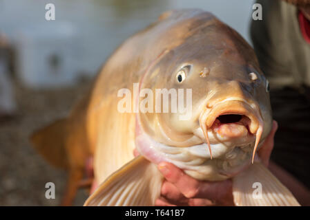 Le avventure di pesca, la pesca alla carpa. Specchio carpa (Cyprinus carpio). Il pescatore con un grande carpa pesca trofeo. Foto Stock