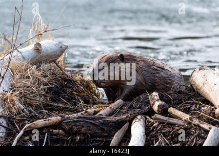 Un adulto grande castoro salendo il beaver verso il visualizzatore Foto Stock