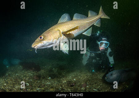 Atlantico, Merluzzo Gadus morhua, poco Strýtan sito di immersione. Eyjafjordur vicino a Akureyri, Islanda del Nord, Nord Oceano Atlantico Foto Stock