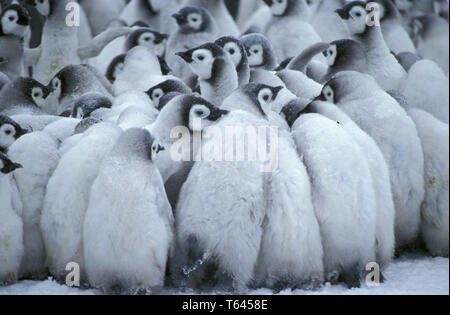 Pinguino imperatore, Kaiserpinguin, Aptenodytes forsteri, Antarktis, Antartide, ghiacciaio Dawson-Lambton Foto Stock