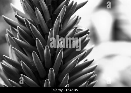 La fioritura delle piante succulente il krantz aloe. Un aloe endemica in Sud Africa che ha entrambe le splendide flora e applicazioni medicinali Foto Stock