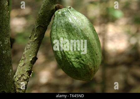 Piantagione di cacao con frutti di cacao, Africa Occidentale, Ghana Foto Stock