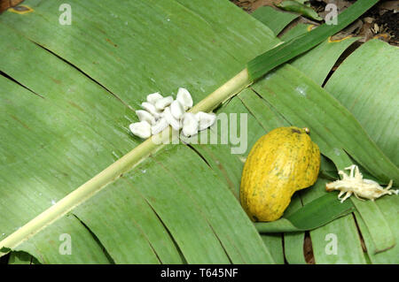 Piantagione di cacao con frutti di cacao, Africa Occidentale, Ghana Foto Stock