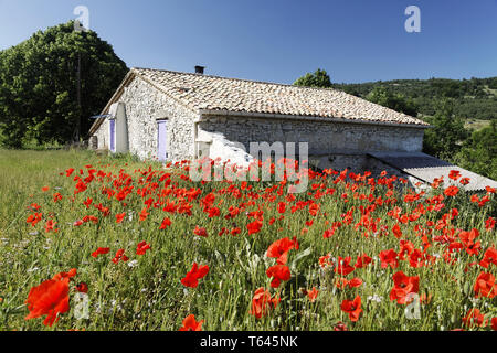Mais o di papavero headwark, Papaver rhoeas Foto Stock