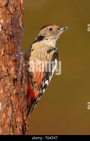 Medio macchie Picchio, Picoides medius Foto Stock