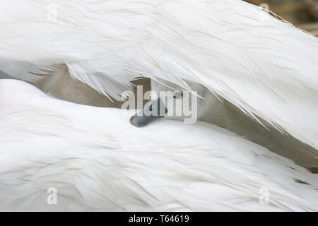 Cigno o White Swan, Cygnus olor, Germania Foto Stock