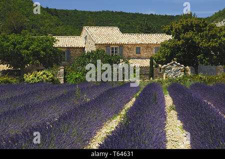 Campo di lavanda, Provence, Francia Foto Stock