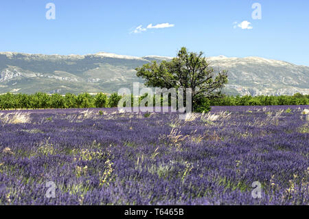 Campo di lavanda, Provence, Francia Foto Stock