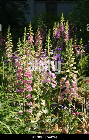 Red Foxgloves, Digitalis purpurea Foto Stock