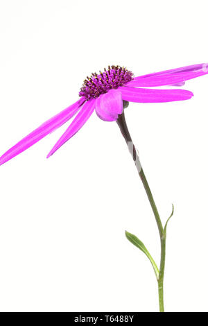 Senetti Pericalis fiore Foto Stock