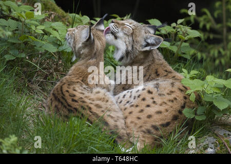 Felis lynx, lince europea, Bavarian National Park, Germania Foto Stock