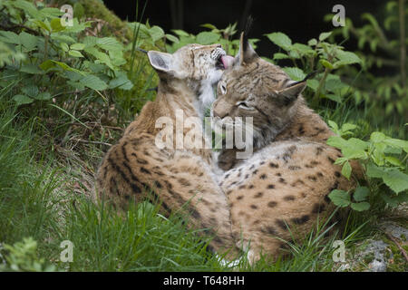 Felis lynx, lince europea, Bavarian National Park, Germania Foto Stock