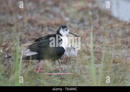 Eurasian avocetta, Recurvirostra avosetta, pied avocet Foto Stock