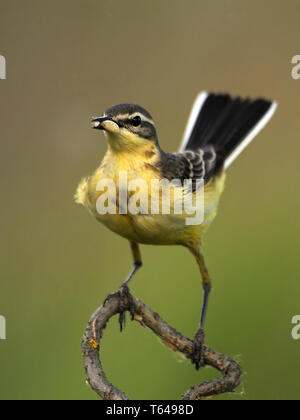 Wagtail giallo [Motacilla flava] Foto Stock