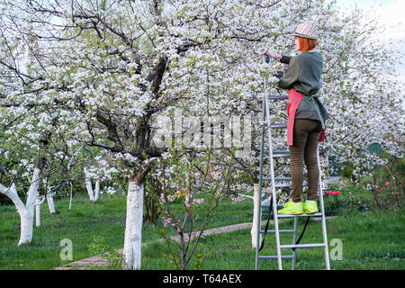 Lavorare in giardino. Molla per la cura degli alberi in fiore Foto Stock