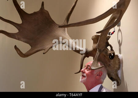 Danny McIlwraith da Bonhams con una coppia di Irish elk o gigante corna di cervo valutati tra £26000-£30000 che sono parte di Bonhams Sporting vendita che si svolge il 1 maggio a Edimburgo. Foto Stock