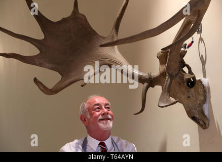 Danny McIlwraith da Bonhams con una coppia di Irish elk o gigante corna di cervo valutati tra £26000-£30000 che sono parte di Bonhams Sporting vendita che si svolge il 1 maggio a Edimburgo. Foto Stock