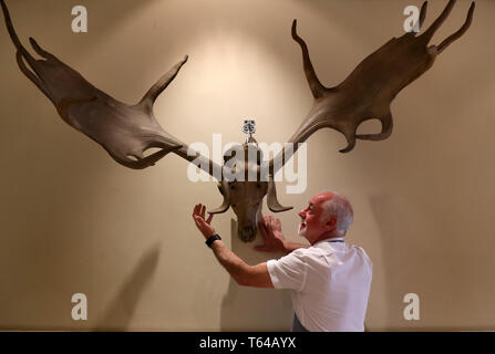 Danny McIlwraith da Bonhams con una coppia di Irish elk o gigante corna di cervo valutati tra £26000-£30000 che sono parte di Bonhams Sporting vendita che si svolge il 1 maggio a Edimburgo. Foto Stock