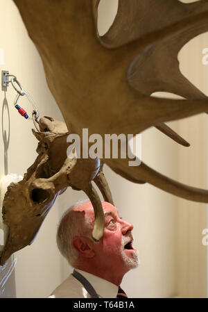 Danny McIlwraith da Bonhams con una coppia di Irish elk o gigante corna di cervo valutati tra &pound;26000-&pound;30000 che sono parte di Bonhams Sporting vendita che si svolge il 1 maggio a Edimburgo. Foto Stock