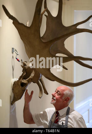 Danny McIlwraith da Bonhams con una coppia di Irish elk o gigante corna di cervo valutati tra &pound;26000-&pound;30000 che sono parte di Bonhams Sporting vendita che si svolge il 1 maggio a Edimburgo. Foto Stock